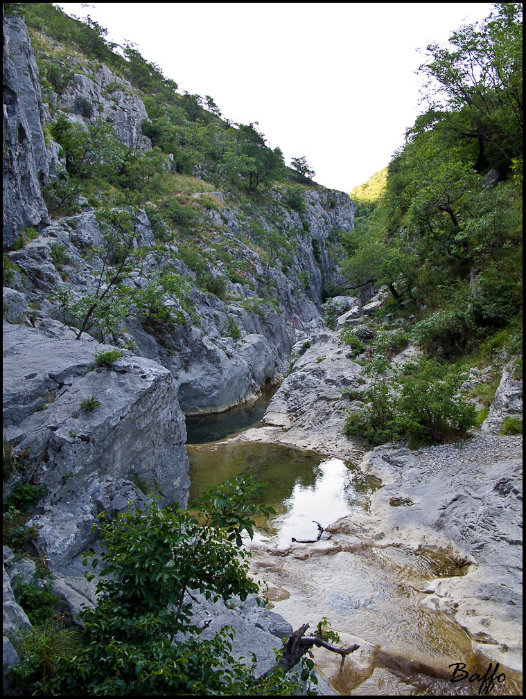 Gambero di fiume.